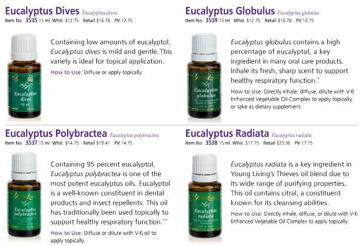 Eucalyptus bottles